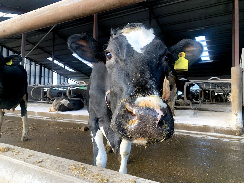 Scottish BSE case will not impact Northern Ireland’s risk status