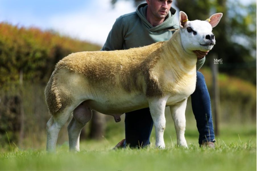 Record ram averages at the Scottish National Texel Sale