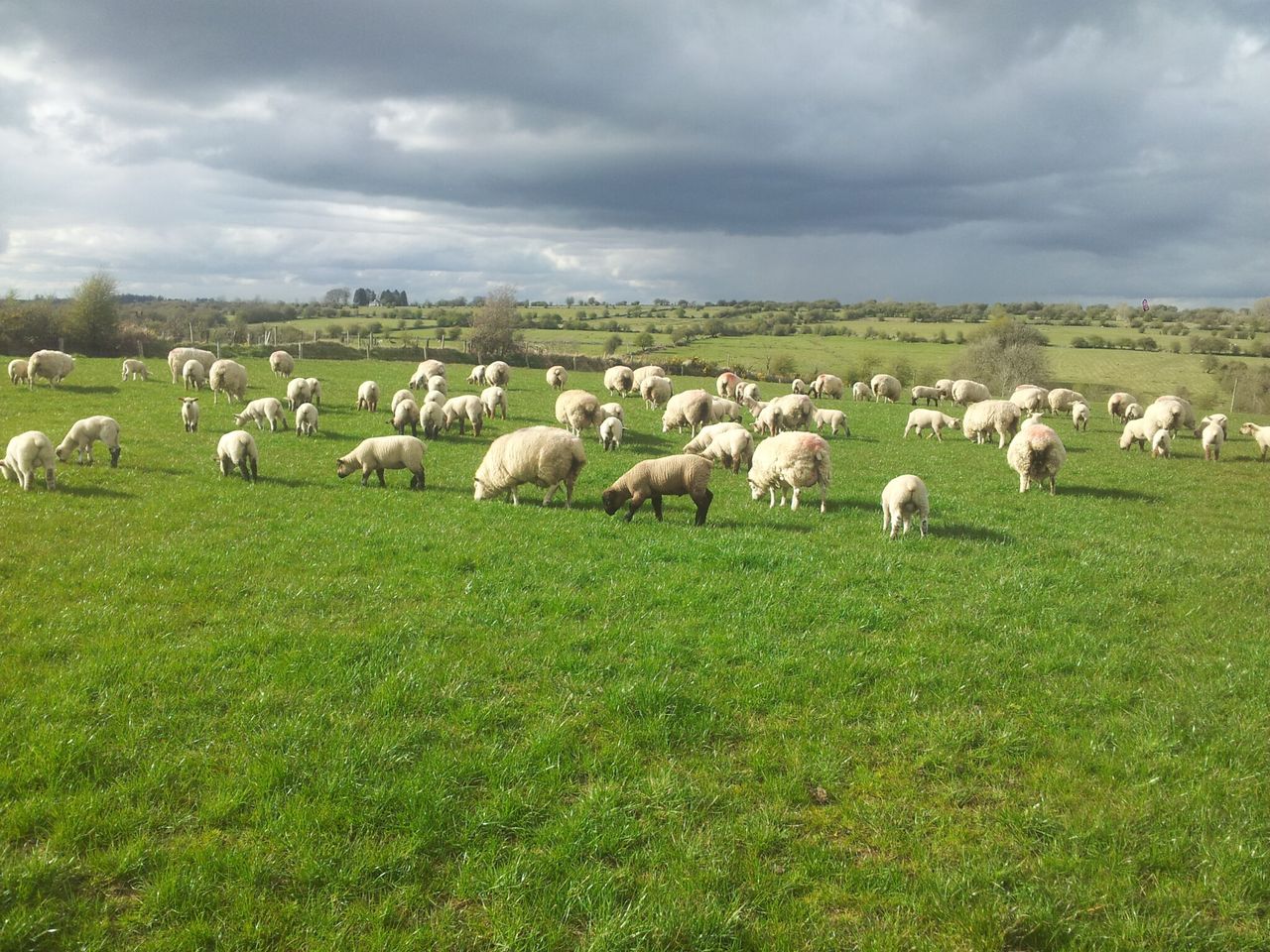 Strong supplies allows NI processors to be choosy with sheep
