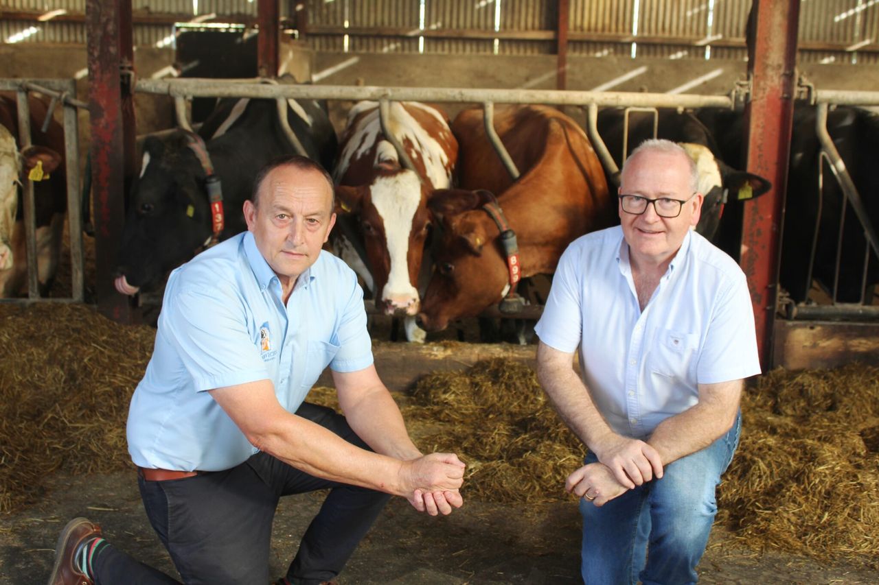 Tyrone dairy farmer displays ProCROSS breeding results