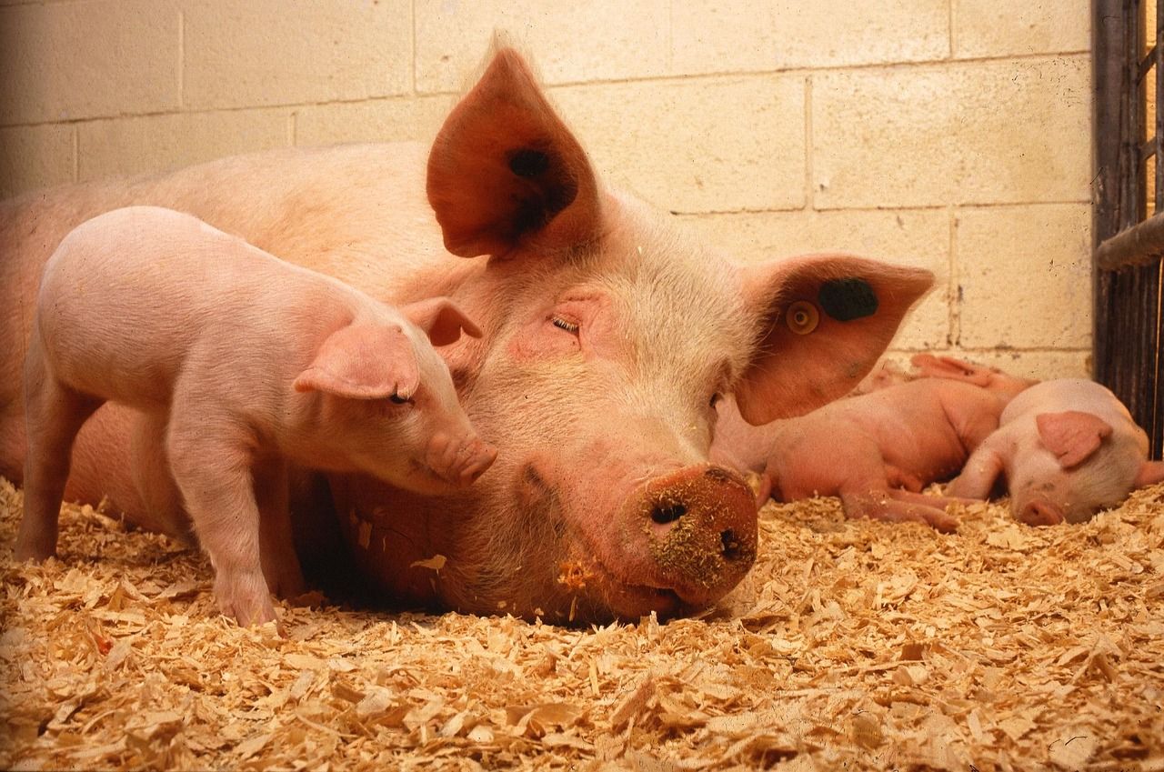 Planning restrictions hinder growth of pig sector in NI