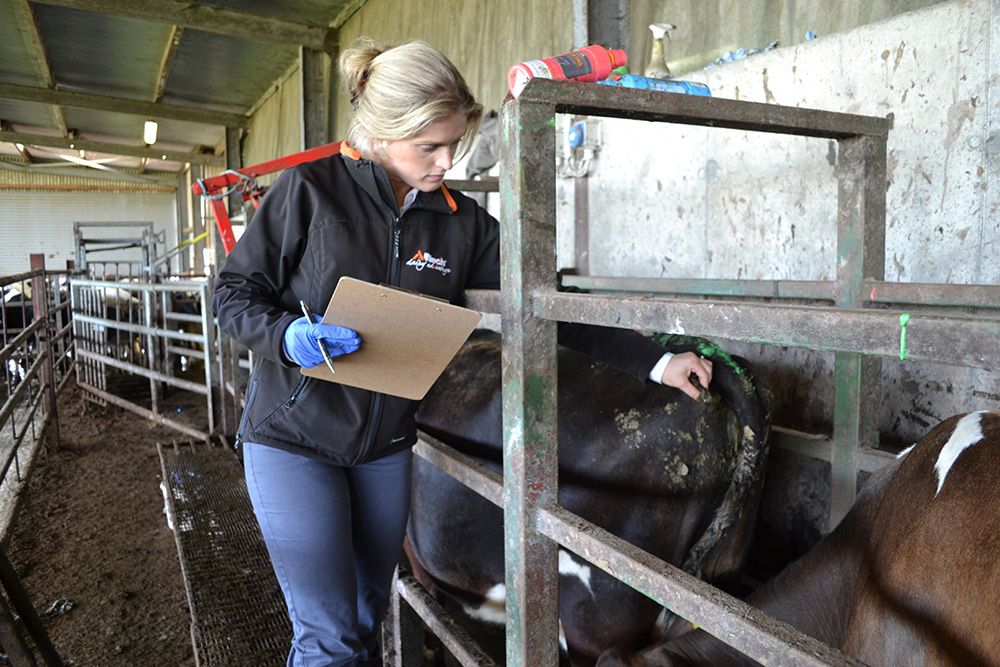 Body condition score: Are your cows on track for drying off?
