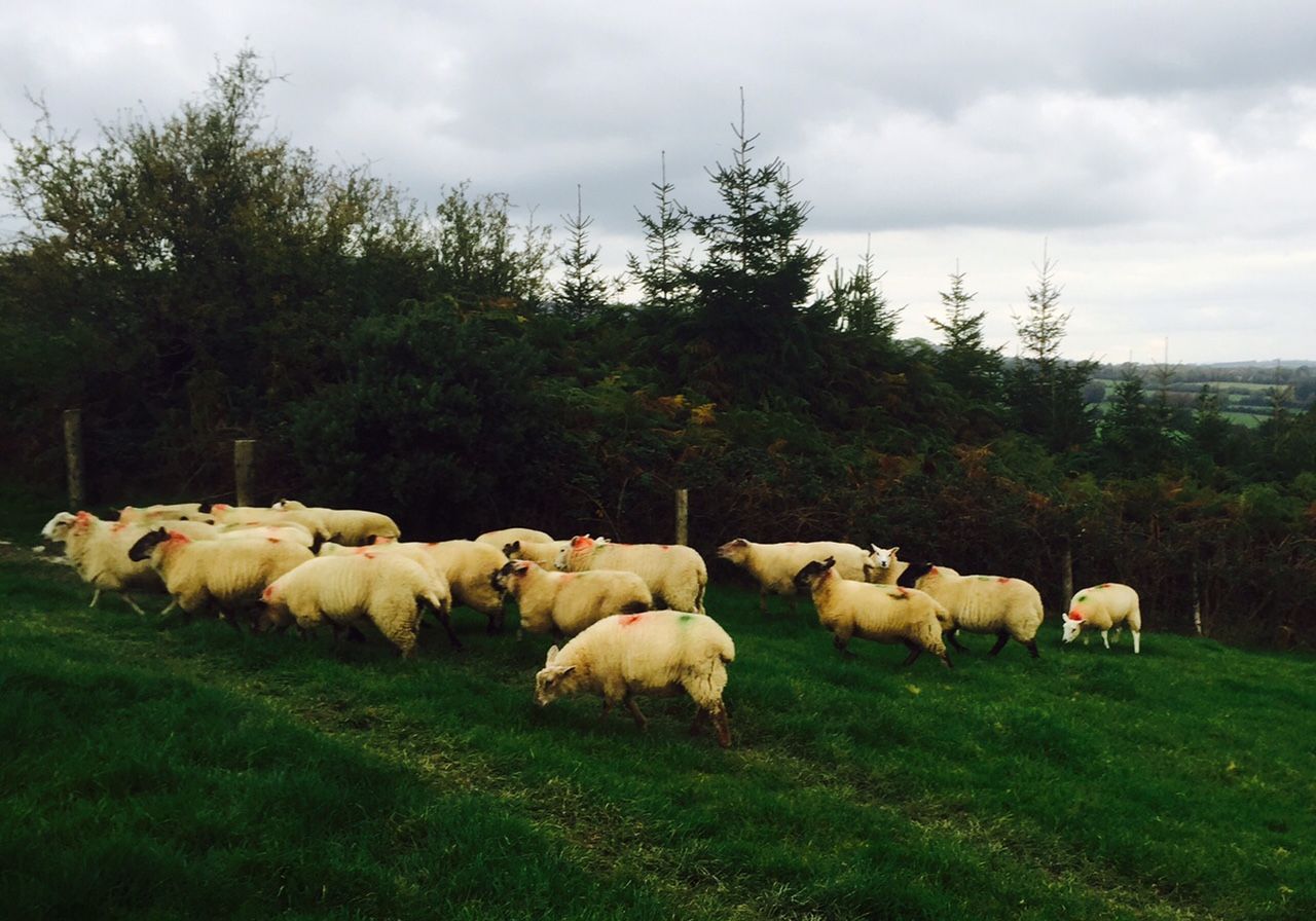 Kiwi lamb exports set to fall further than first expected