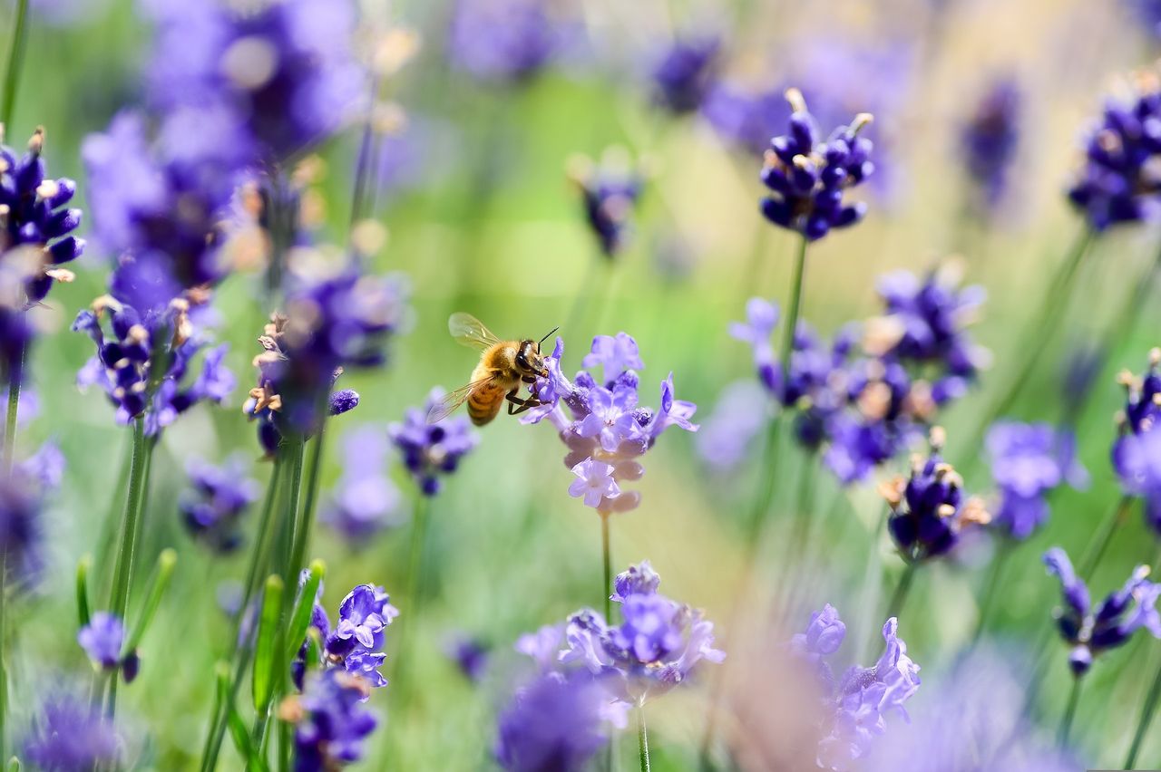 Muir opens consultation on draft NI nature strategy