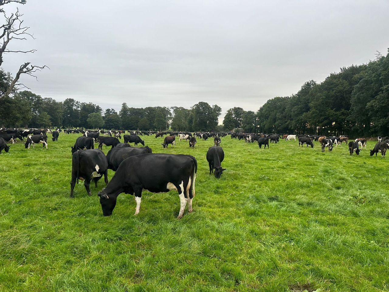 Monitor BCS as freshly calved cows are in an energy deficit