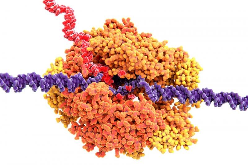 UK scientists successfully map African swine fever genome