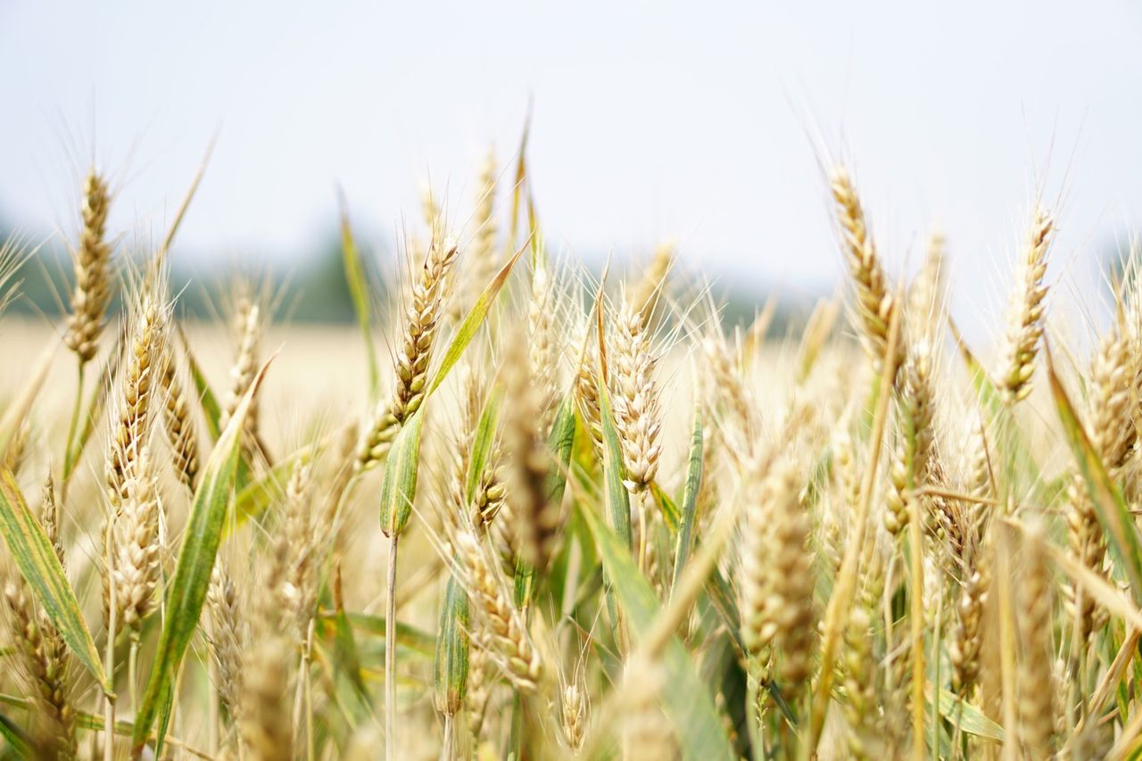 Drop in vegetable oil price index offsets higher cereal prices