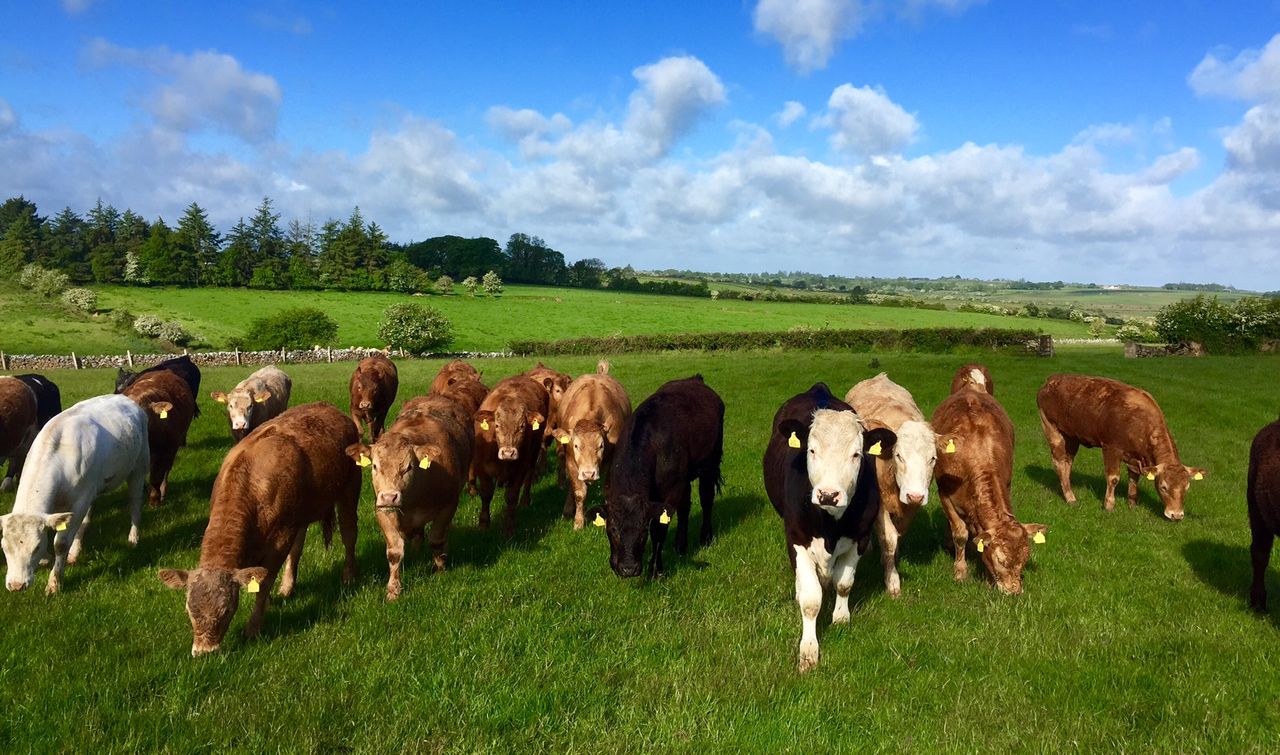 Monitoring cattle weights from space is a 'game-changer'