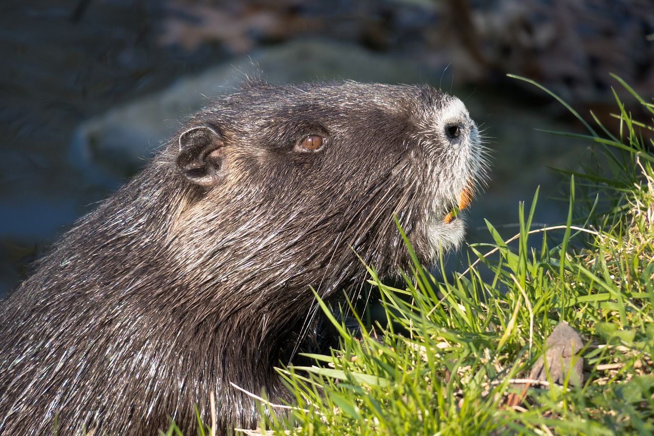 NFUS: Beaver protection focus must turn to management and licencing
