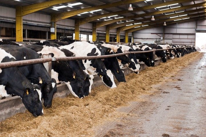 'Dairy prices take a small step forward on the road to recovery'