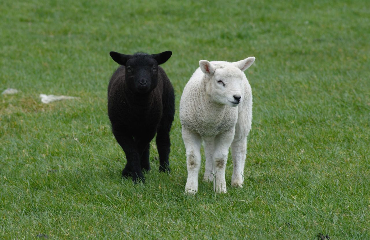 Dead lambs discovered on Tyrone road verge