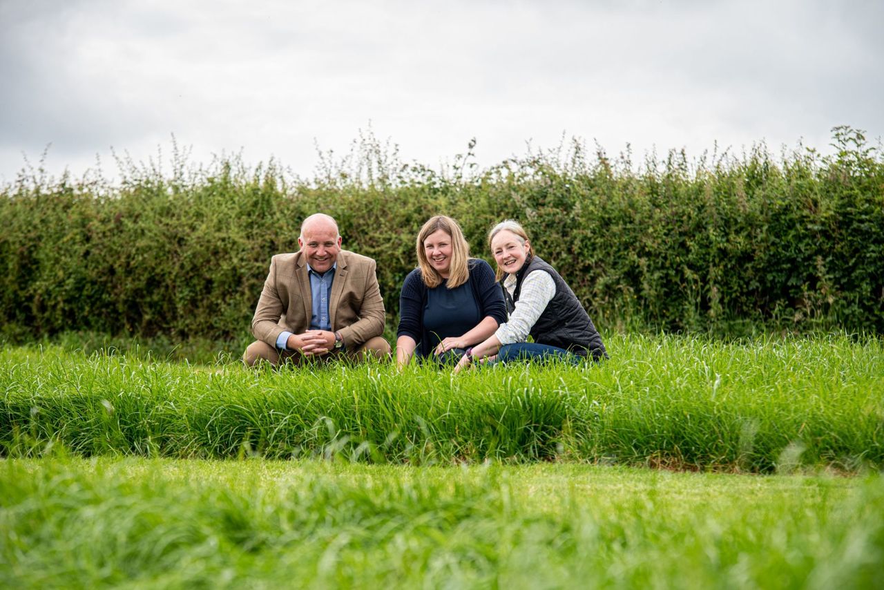 Tollymore and Crossgar – two new grass varieties from AFBI