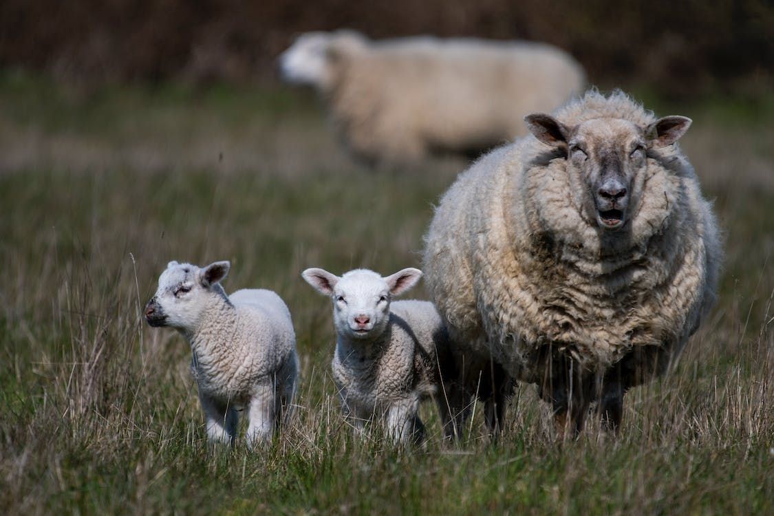 NFUS warns lamb welfare proposals could harm sheep sector