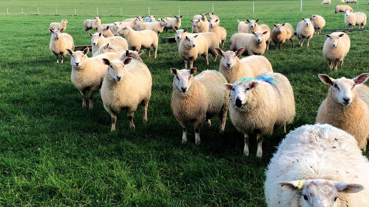 What is in Australia’s new five-year sheep strategic plan?