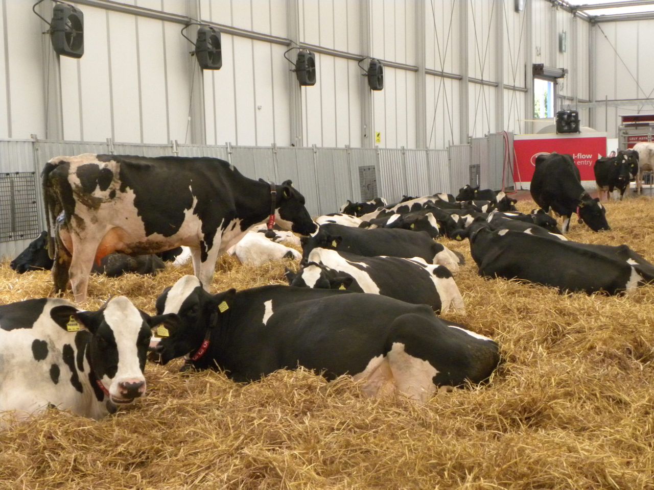 Managing 400 cows is easy, managing staff is the difficult part