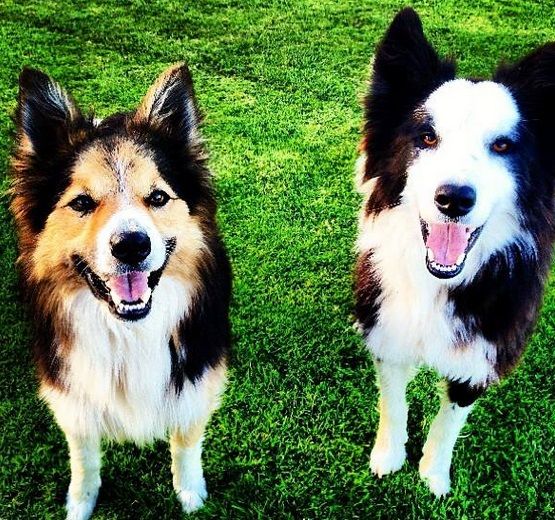 ‘Northern Ireland’s pet owners now facing onerous documentary checks’ – Poots