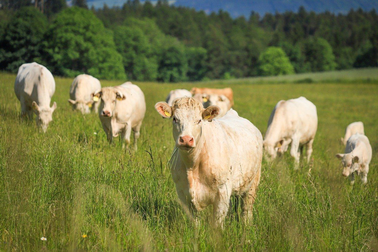 Cattle methane vaccine project receives $9.4m in funding