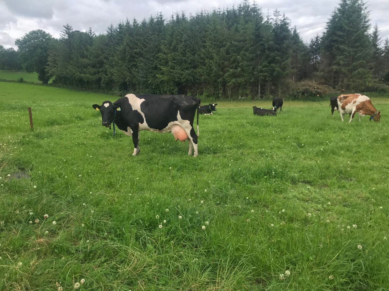 What’s your protocol for high cell count cows in the herd?