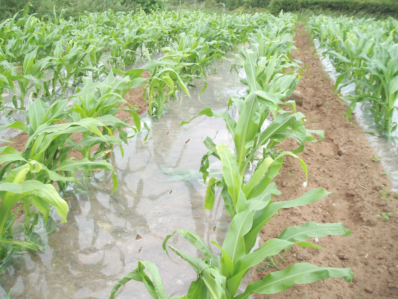 Undersowing maize – is it an option this year?