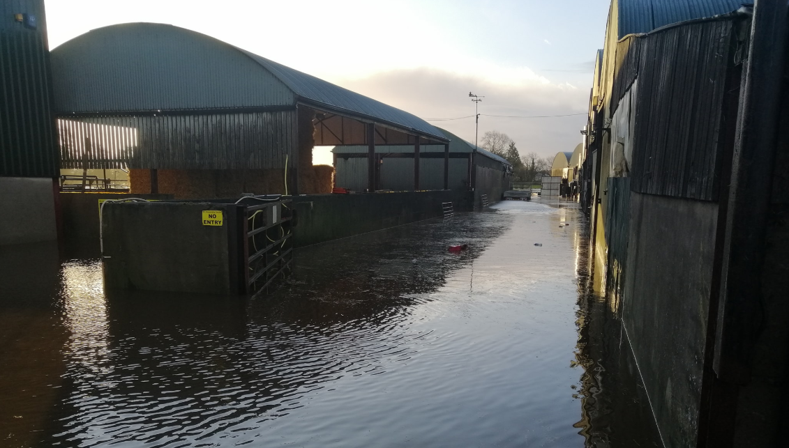 Farmers forced to evacuate 700 ewes following farmyard flooding