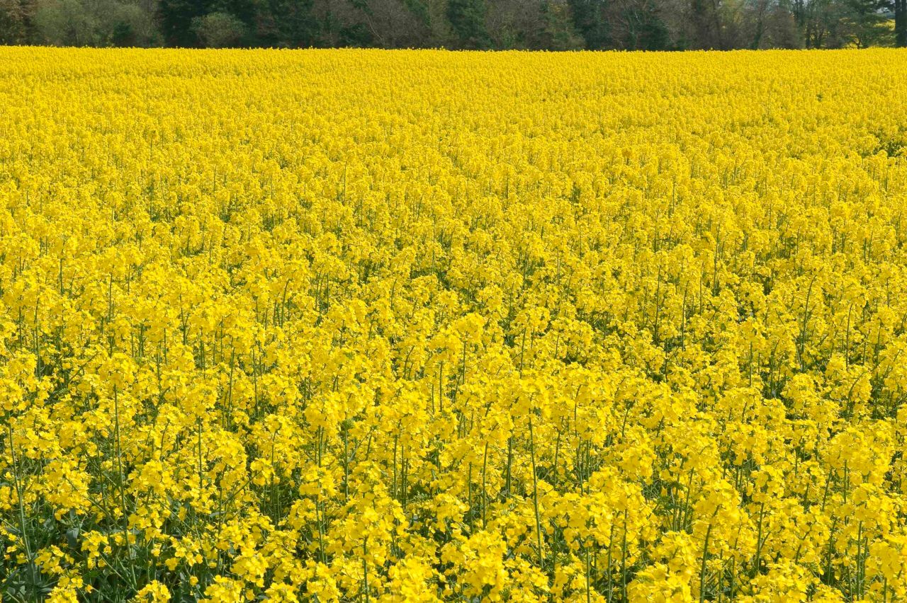 AHDB to launch new cereals and oilseeds monitor farms