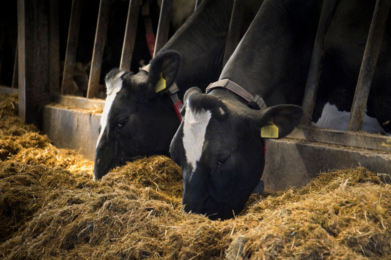 Pioneering approach to protein could lower meal bills