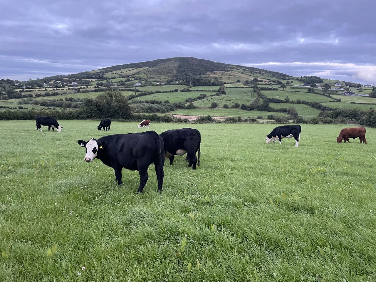 Beef trade: Where to now for beef prices and the autumn cattle trade?