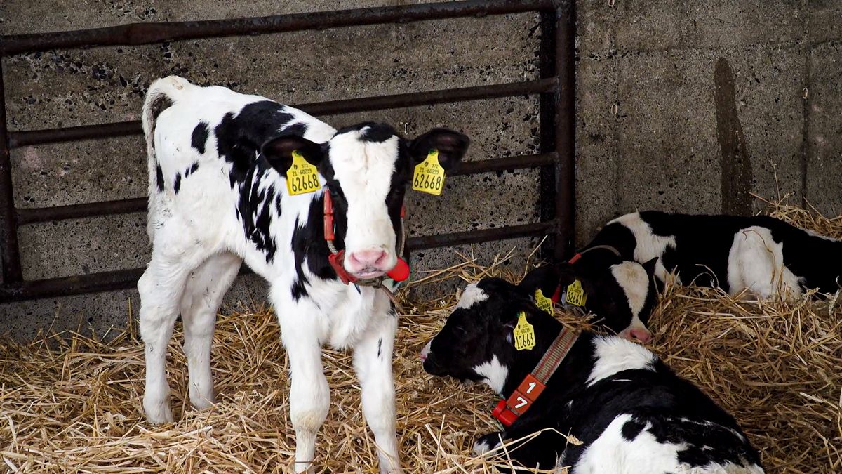 Milk restriction negatively affects calves’ cognitive function – study