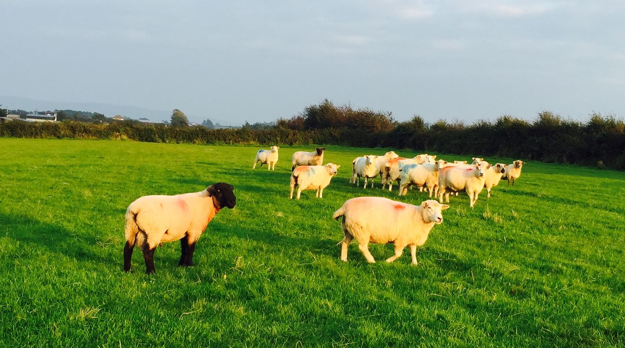 Is your ram ready for the breeding season? Here’s what to look out for…