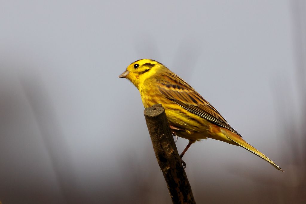 Rothamsted study confirms that spring is getting earlier