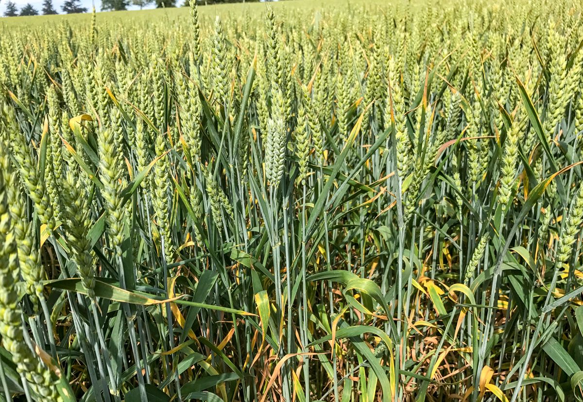 ‘Endocrine disruptor’ fungicide withdrawn in France
