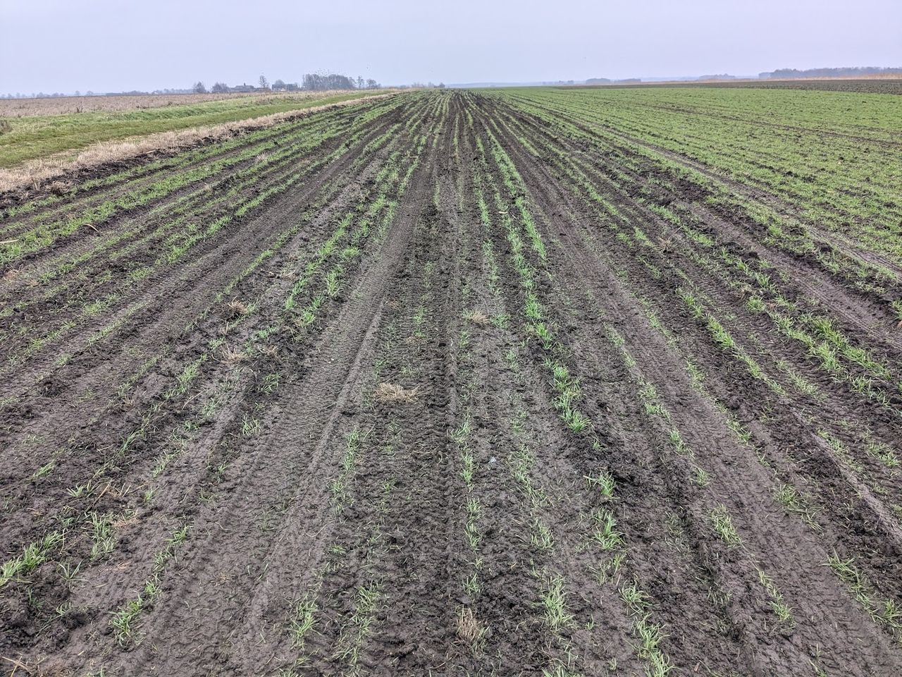 Dangerous driving by hare and deer coursers cause crop damage