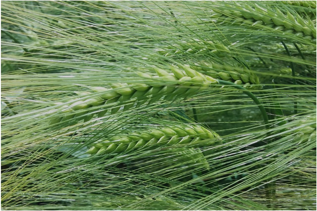 New Recommended Lists boasts exceptional disease resistance