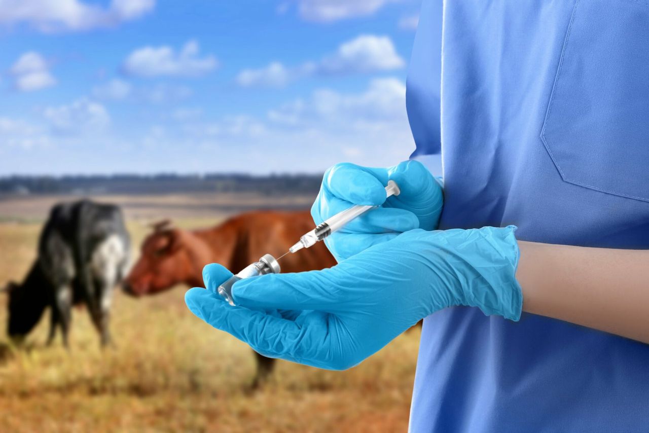 New effort to tackle NI veterinary nurses shortage