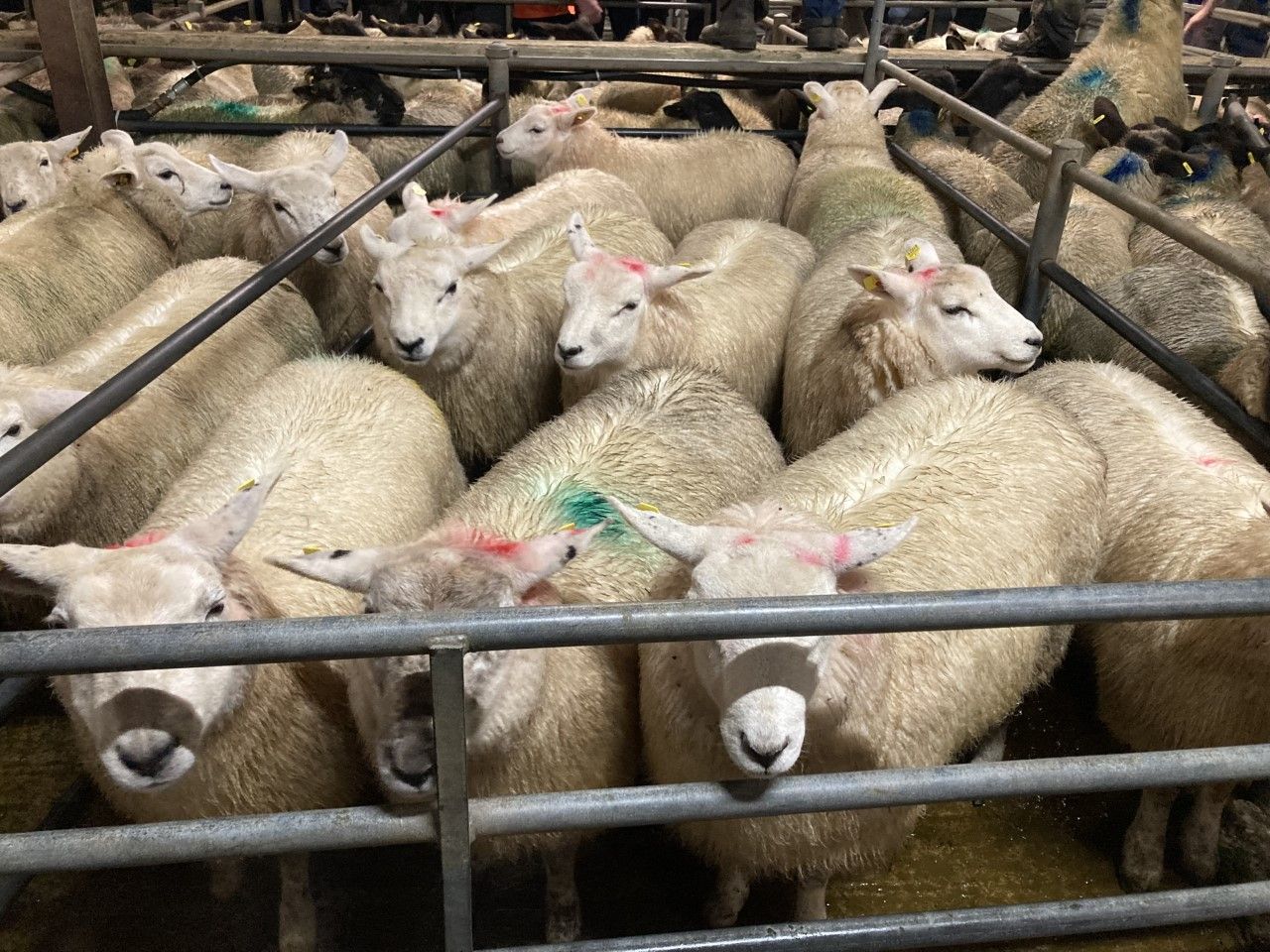 Northern sheep trade: Boost in lamb prices