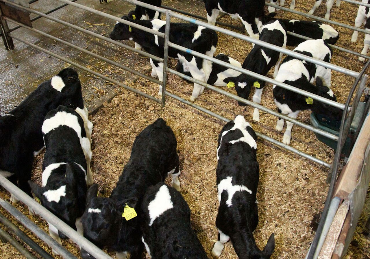 ABP now rearing 25,000 cattle under 'Blade Farming' system in the UK