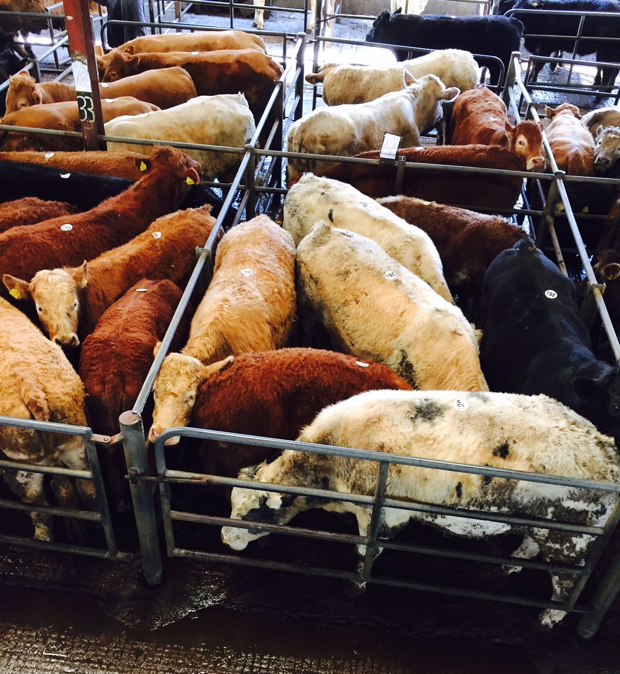 Cattle marts - Prices hold steady despite the poor weather conditions