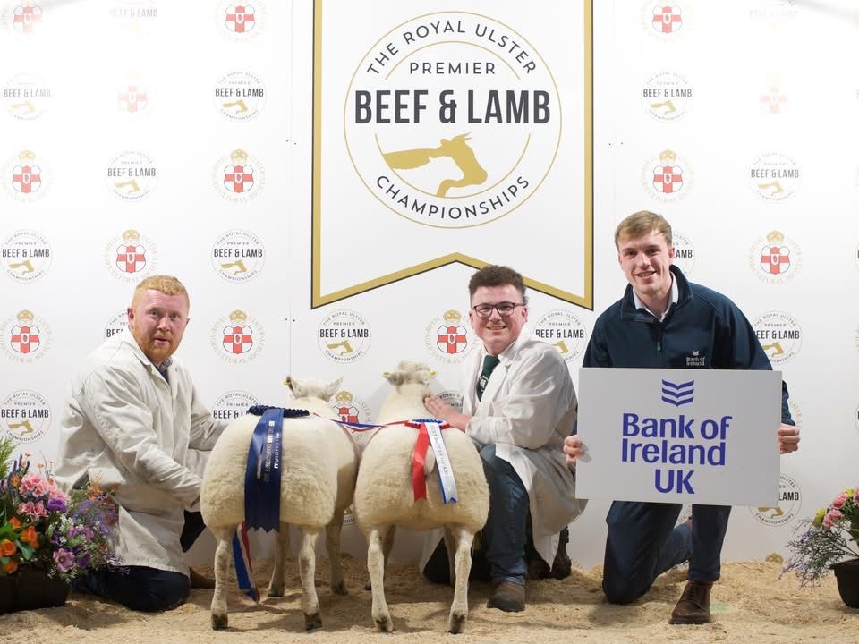 Lambs hit record high of £820 at RUAS championships