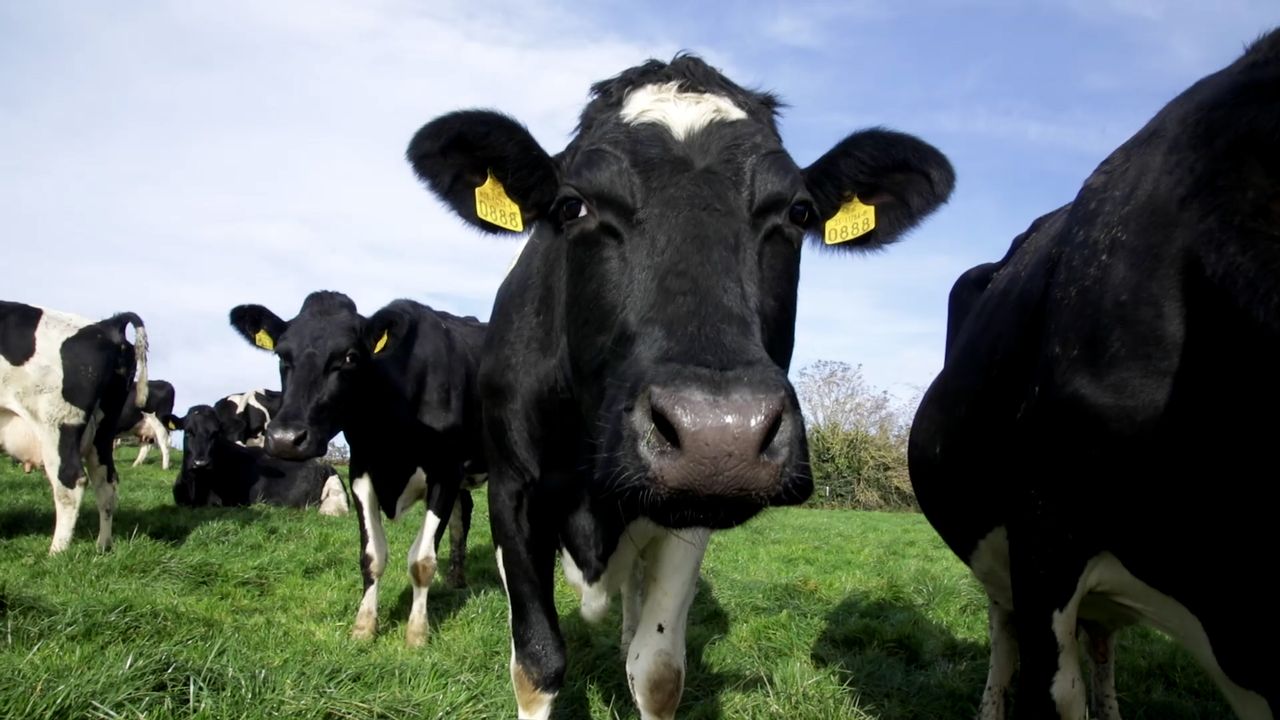 Northern Ireland milk sector outlines decarbonisation efforts