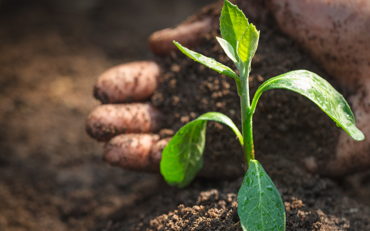 Farmers returning to their roots through revived farming practices