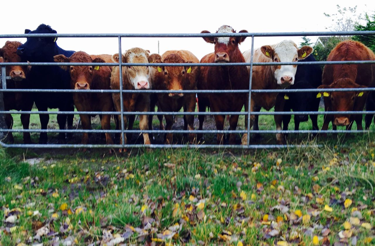 'Farmers need to test for rumen fluke this year'