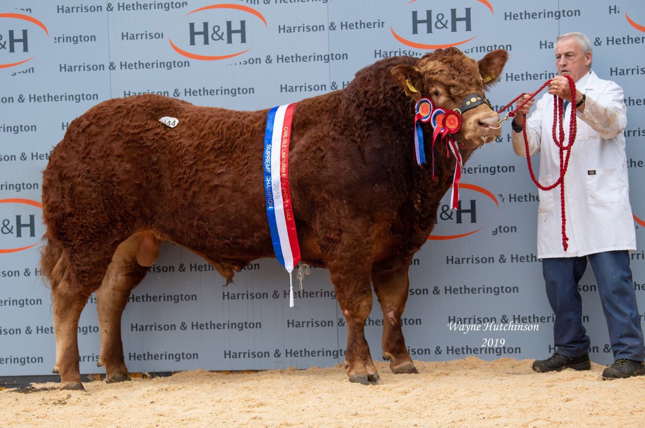 Ampertaine Opportunity tops Limousin bull trade at Carlisle at 40,000gns