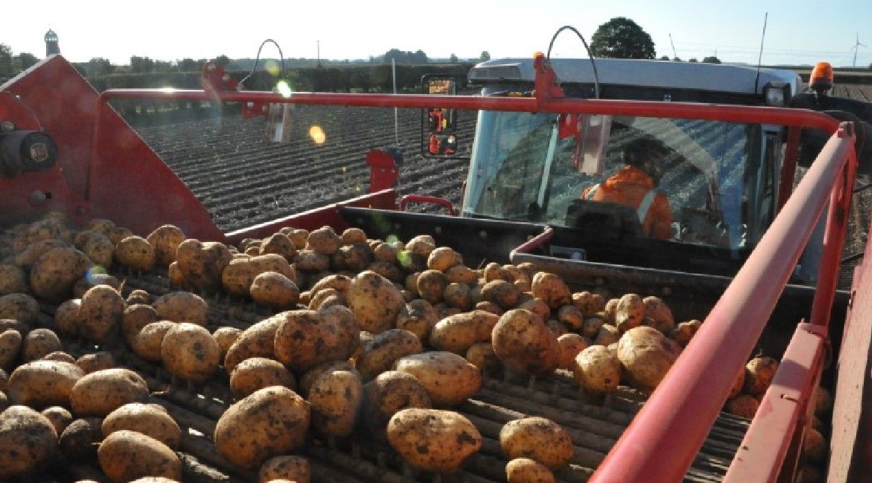 Morrisons launches trial to cover 100% of growers' costs