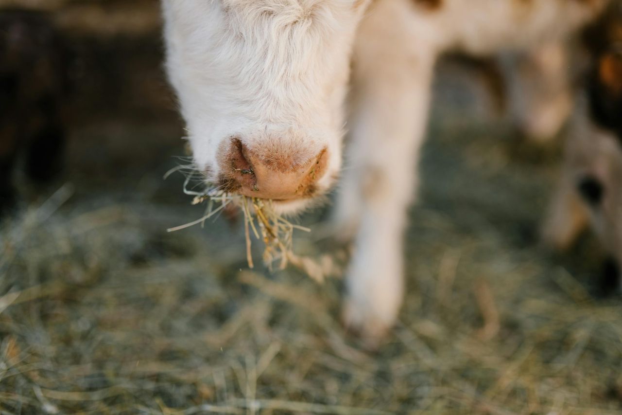 NI brucellosis compensation rates for April confirmed