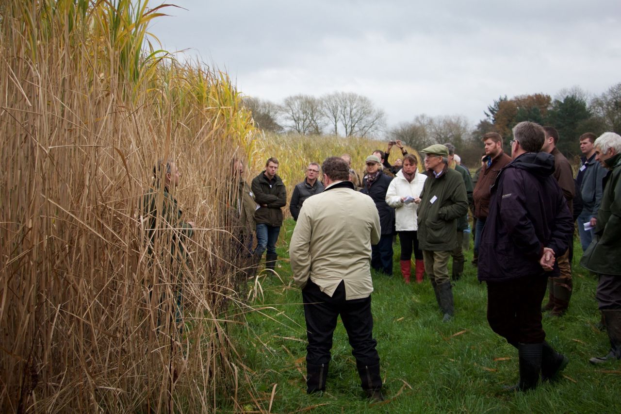 Yorkshire miscanthus farm walk to discuss SFI payments