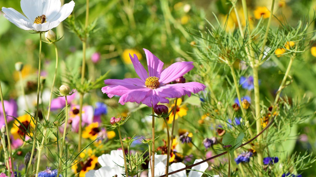 Organisations sign new Public Engagement in Plant Health Accord