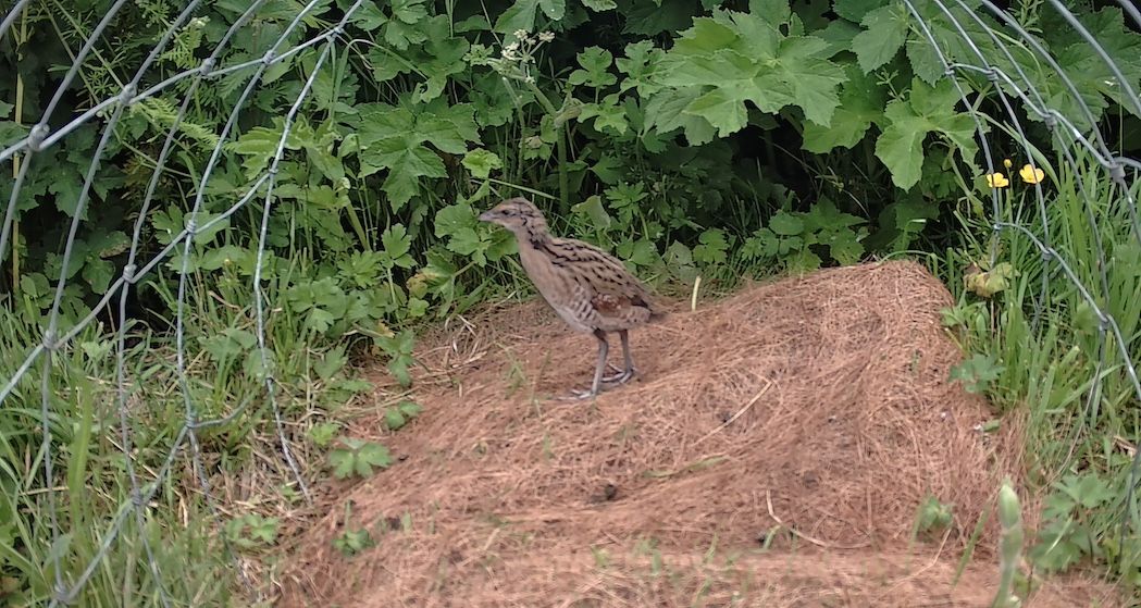 Corncrake chicks caught on camera as farmers praised for support