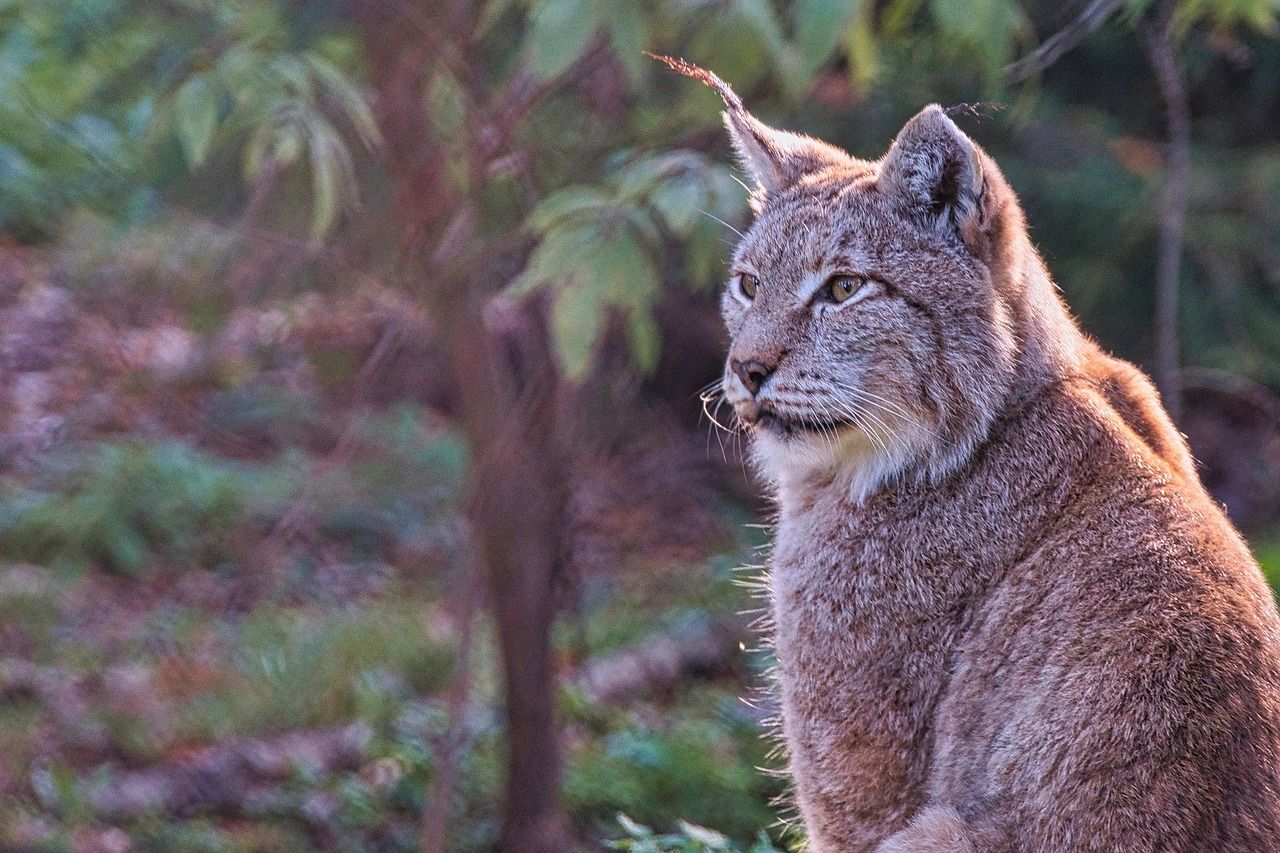 Scottish govt rule out lynx reintroduction due to livestock concerns