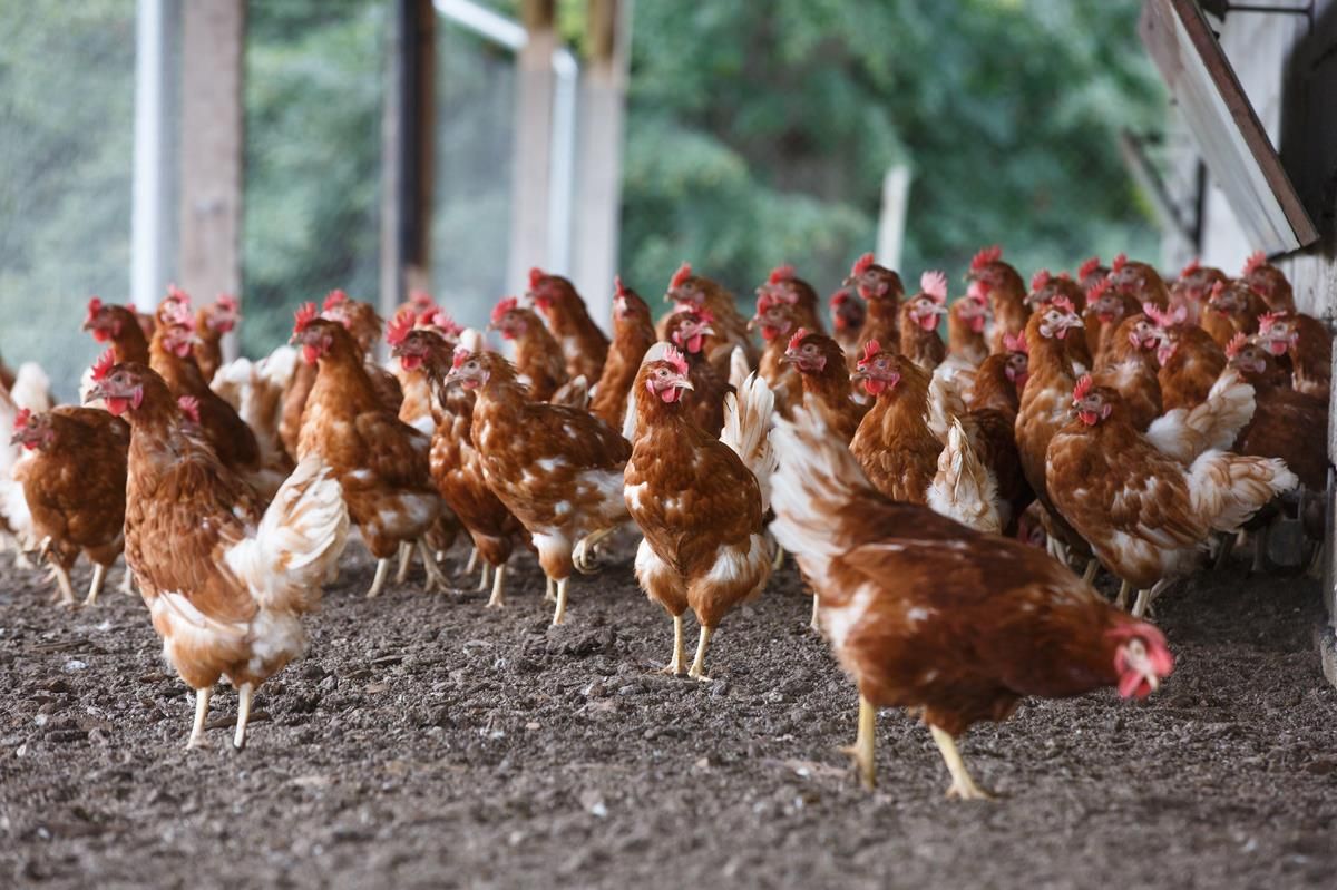 UFU highlights sustainability at Tyrone poultry conference