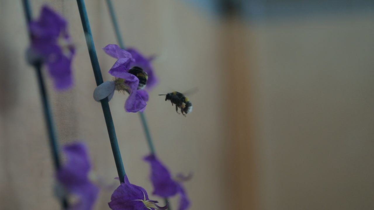 Environment Minister launches new Pollinator Action Plan